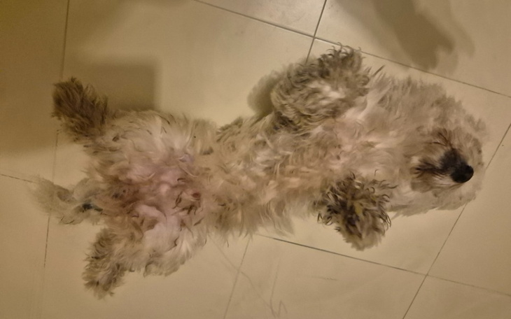 Zbiórka Pomoc małej bezbronnej istocie - zdjęcie główne