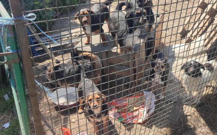 Grupa psów w schronisku, czekających na adopcję.