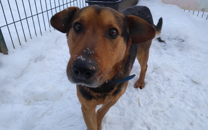 Zbiórka Ciepłe schronienie dla psiaków - zdjęcie główne