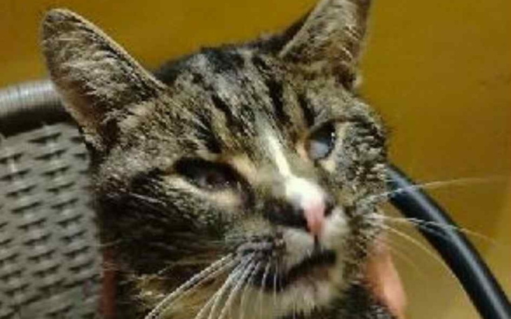 Kot z wyraźnymi oznakami na twarzy, trzymany w rękach.