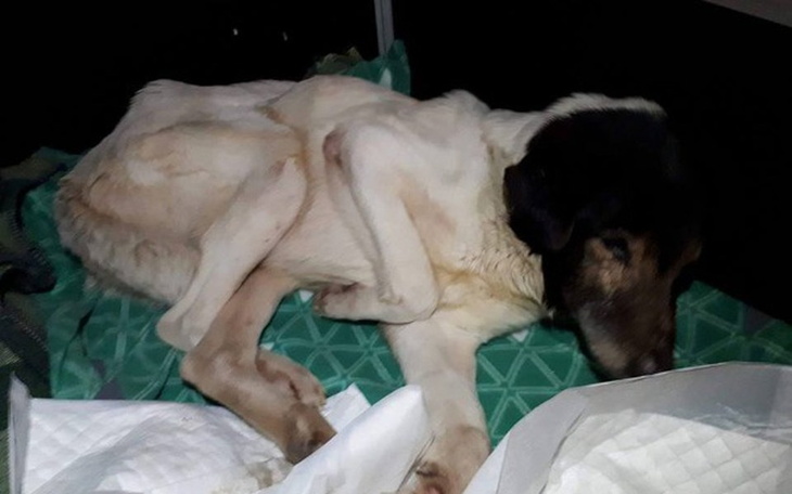 Zbiórka Stareńki Oreo walczy o życie... - zdjęcie główne