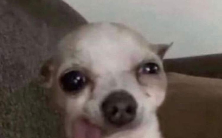 Zbiórka Pomoc miu - zdjęcie główne