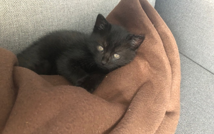 Zbiórka Leczenie dla kotka dorianka - zdjęcie główne