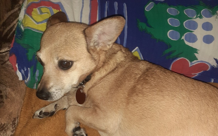 Zbiórka Dla Perełki - zdjęcie główne