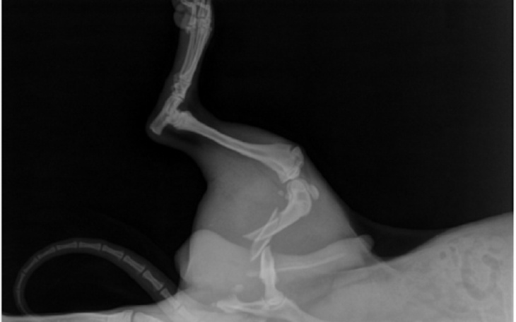 Zbiórka Na leczenie łapki Odiego - zdjęcie główne