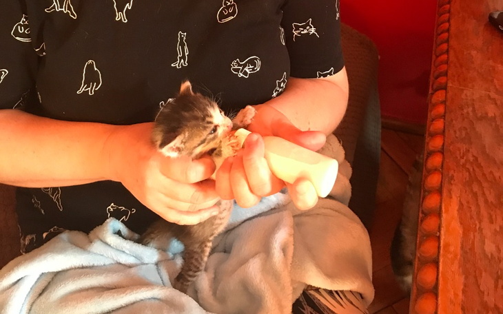 Zbiórka D.T.Anielskie Koty Angelika W. - zdjęcie główne