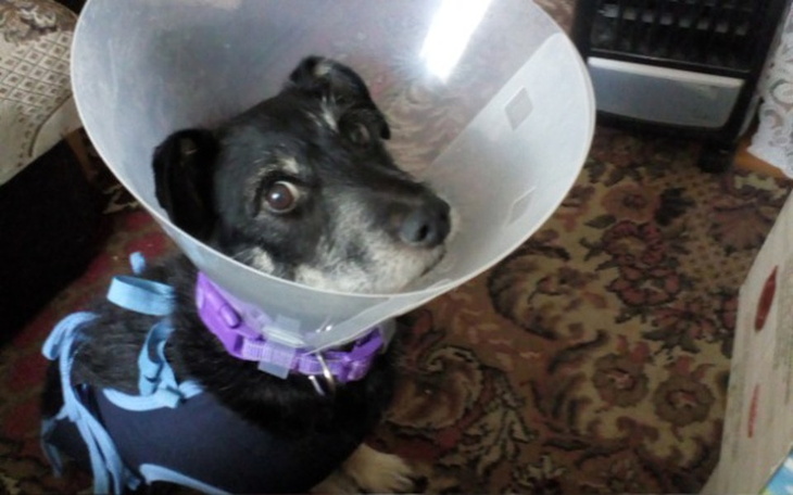 Zbiórka Reksio - abym mógł się wysiusiać - zdjęcie główne