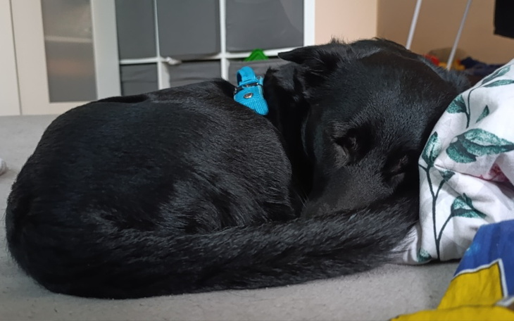Czarny pies śpiący na poduszce, z zapiętym obrożą.