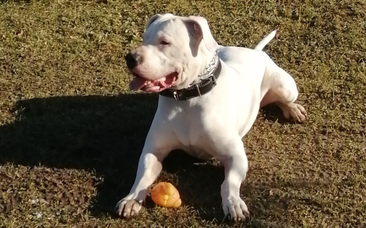 Zbiórka Działka dla Pieska - zdjęcie główne