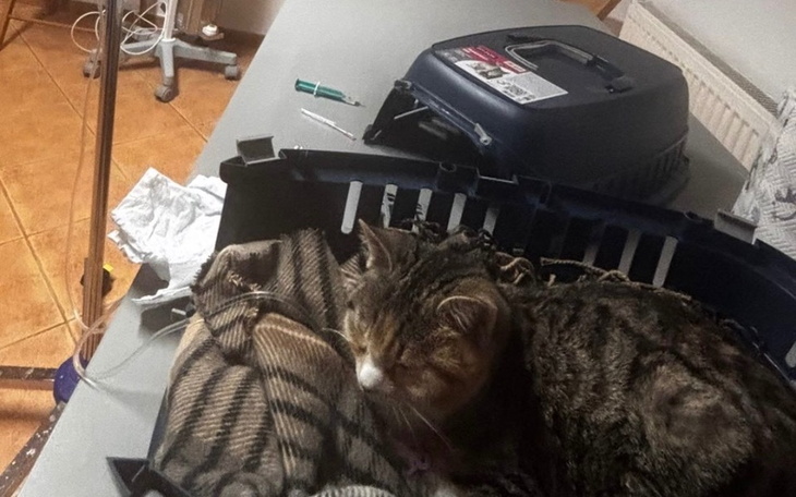 Kot śpiący w transporterze na stole.