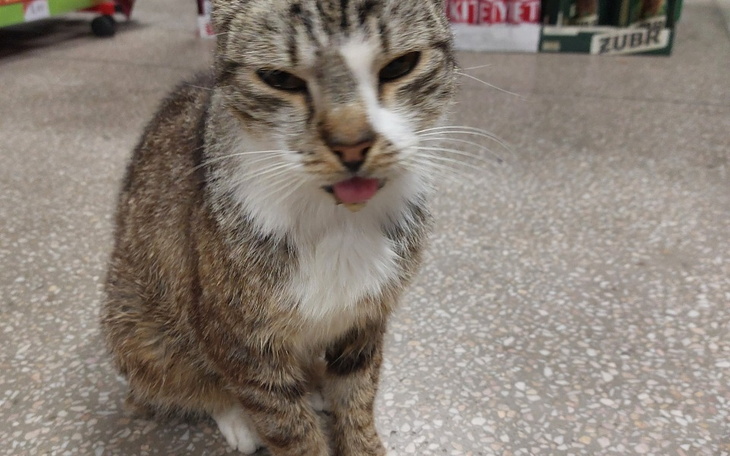 Zbiórka Leczenie niechcianej kotki Mewki - zdjęcie główne