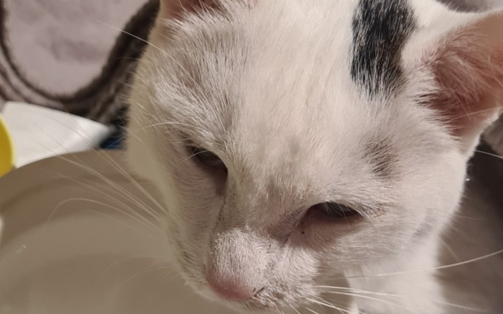 Zbiórka Na lek ratujący życie Sky - zdjęcie główne