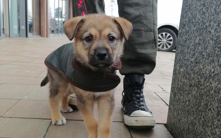 Zbiórka leczenie chorego szczeniaka - zdjęcie główne