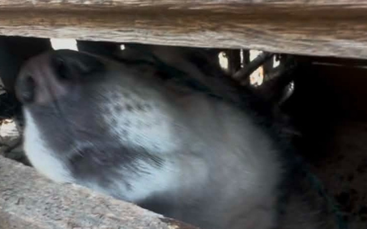 Bliska fotografia brutalnego źródła, prawdopodobnie zwierzęcia z raną.