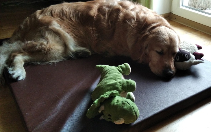 Zbiórka Gastroskopia dla Harnasia - zdjęcie główne