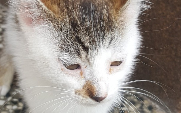 Zbiórka Szansa o przeżycie dla Gacusia - zdjęcie główne