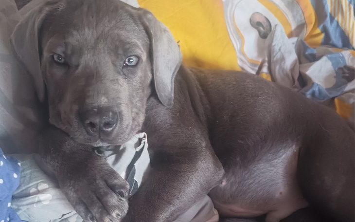 Słodki szczeniak leżący na poduszce, z ciekawym spojrzeniem.