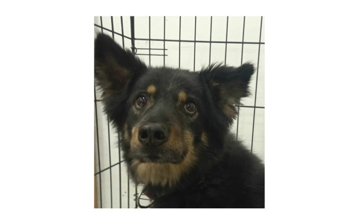 Zbiórka Pomóż Krzysiowi trafić do domu - zdjęcie główne