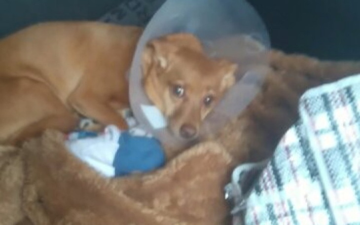 Zbiórka Dla psa RICI - zdjęcie główne