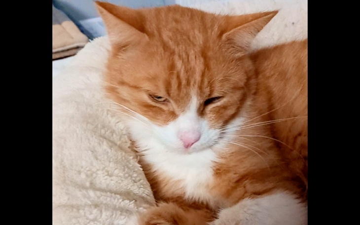 Rudy kot śpiący w miękkim legowisku.