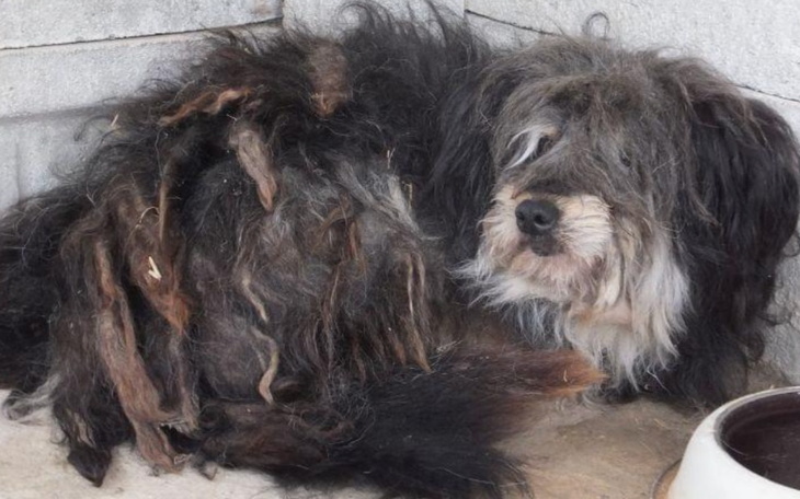 Zwierzę z długim, splątanym futrem, leżące w kącie.