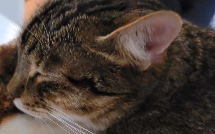 Kot śpiący na ramieniu właściciela.