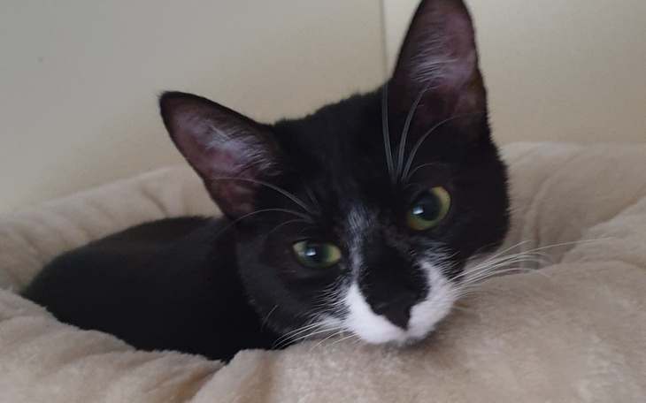 Zbiórka Pomóż Molly wygrać z białaczką - zdjęcie główne