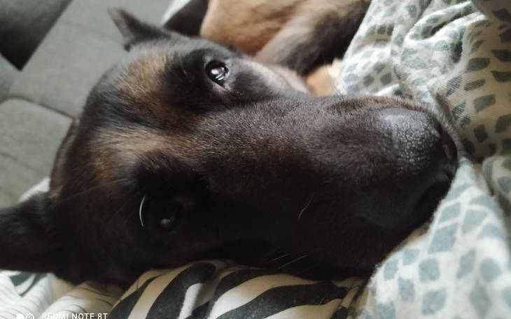 Pies leży na poduszce, patrząc w obiektyw.