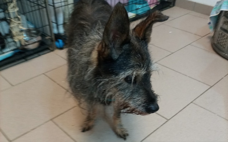 Zbiórka Psia seniorka w potrzebie - zdjęcie główne