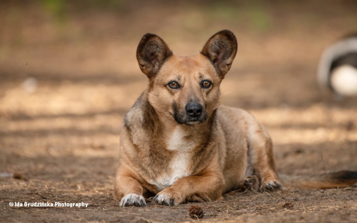 Zbiórka Edi...czy ktoś da mu szansę - zdjęcie główne