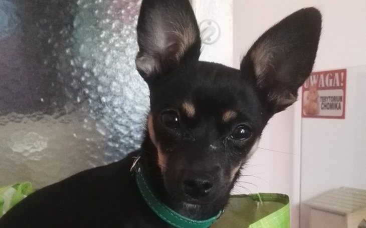 Zbiórka Operacja łapki u psa Fifi - zdjęcie główne