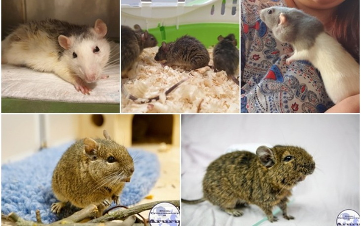 Zbiórka Sierpień i Wrzesień w DT u Aruru - zdjęcie główne