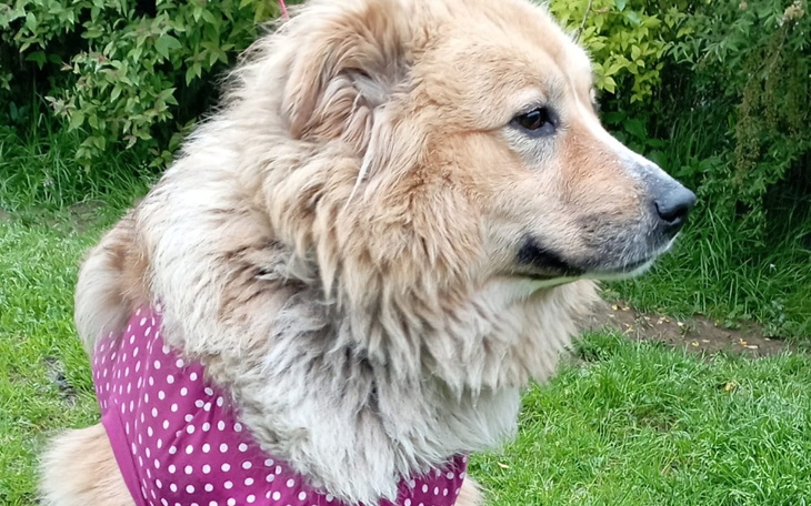 Zbiórka Ocalona Delta prosi o wsparcie - zdjęcie główne