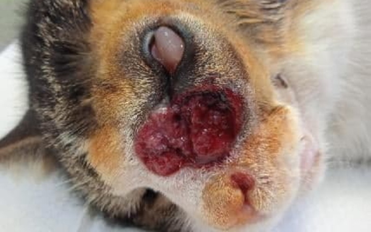 Zbiórka Pomoc dla Koteczki Szarej - zdjęcie główne