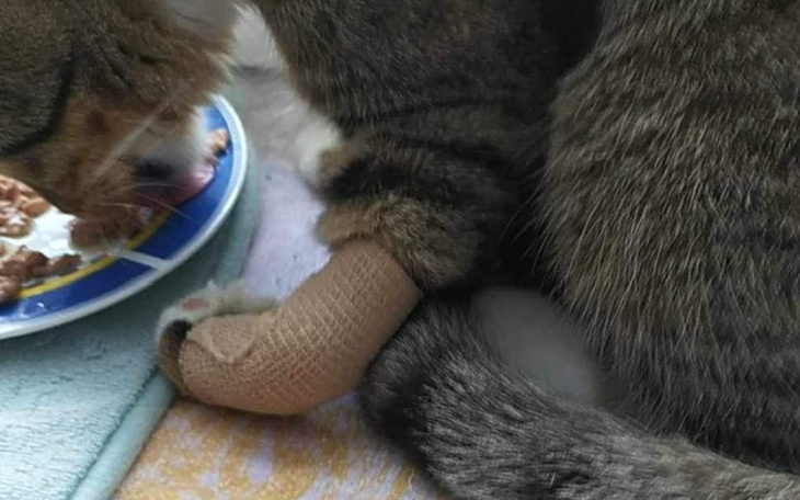 Zbiórka Na operację postrzelonego kota - zdjęcie główne