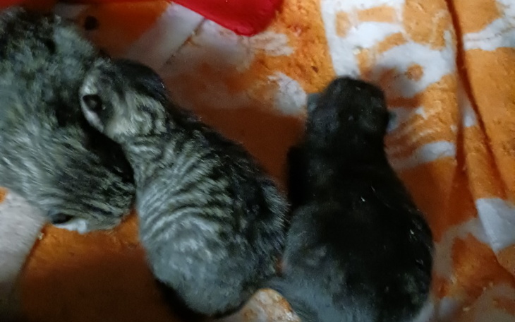 Zbiórka Na karmę dla mamy i kociąt - zdjęcie główne