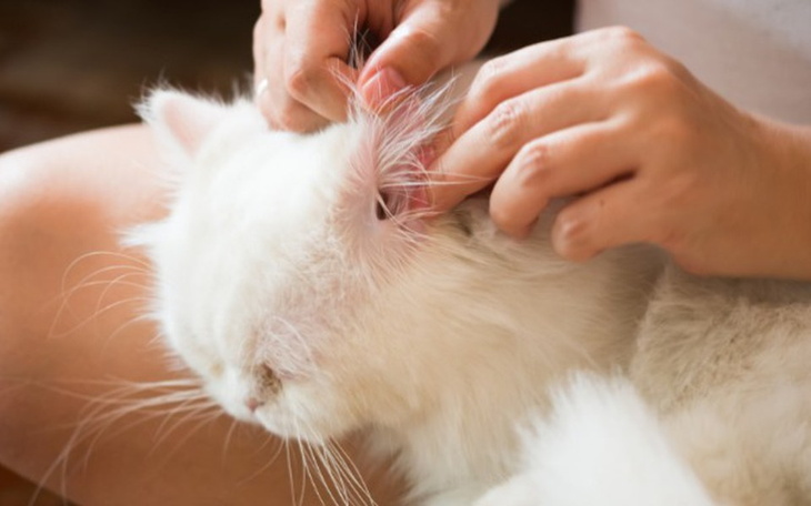 Zbiórka Na leki dla kota - zdjęcie główne