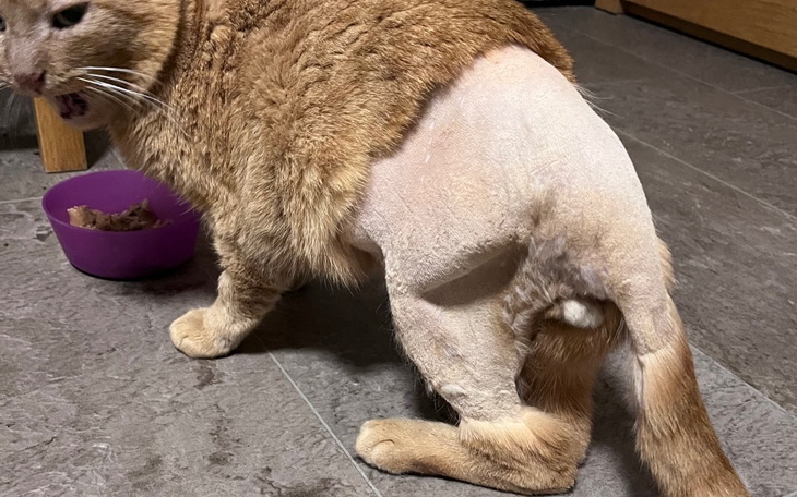 Zbiórka Ratujemy nóżki Adasia - zdjęcie główne