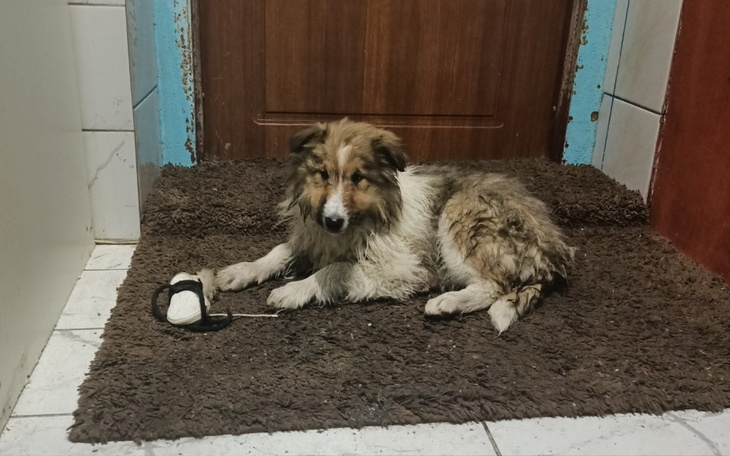 Zbiórka Jedzenie dla Belli - zdjęcie główne