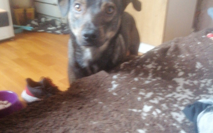 Zbiórka Na psy z Ukrainy - zdjęcie główne