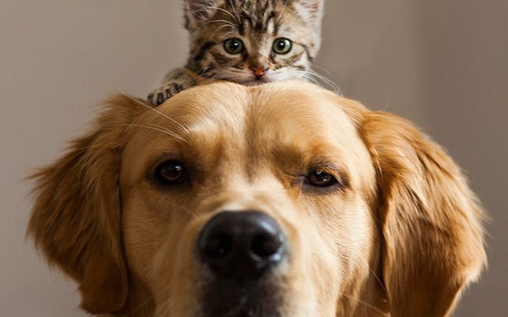 Zbiórka Dokarmianie zwierząt schroniska - zdjęcie główne