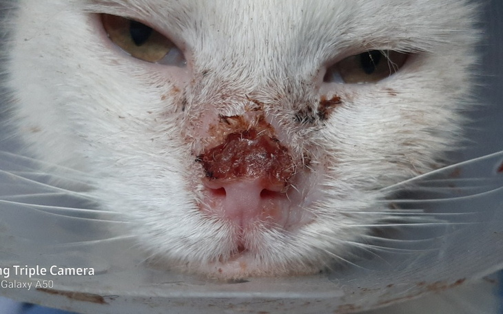 Zbiórka Na ratunek Usi.. - zdjęcie główne