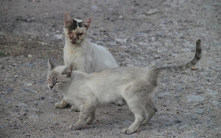 Zbiórka Na kotki bo zachorowaly - zdjęcie główne