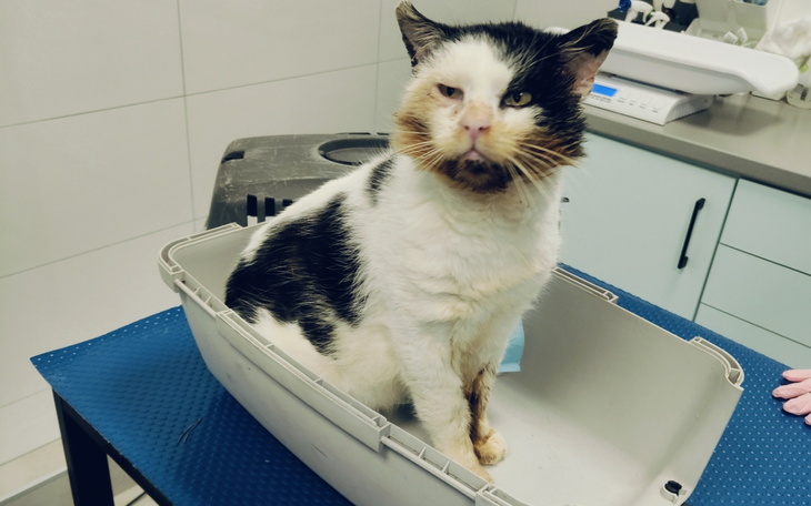 Kot siedzący w misce, wygląda na zdezorientowanego.