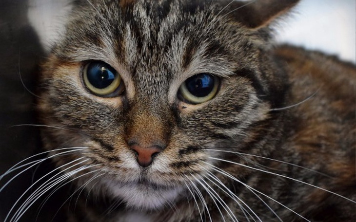 Zbiórka Anielinka - chora koteczka - zdjęcie główne