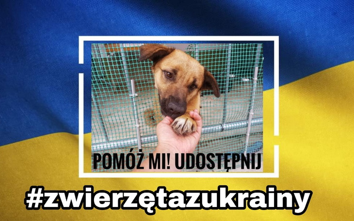 Zbiórka Zwierzęta z Ukrainy w Korabkach - zdjęcie główne
