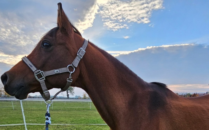 Zbiórka Długofalowa rehabilitacja konia - zdjęcie główne