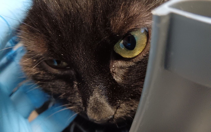 Zbliżenie na czarnego kota, z wyrazistymi oczami i ciekawym spojrzeniem.