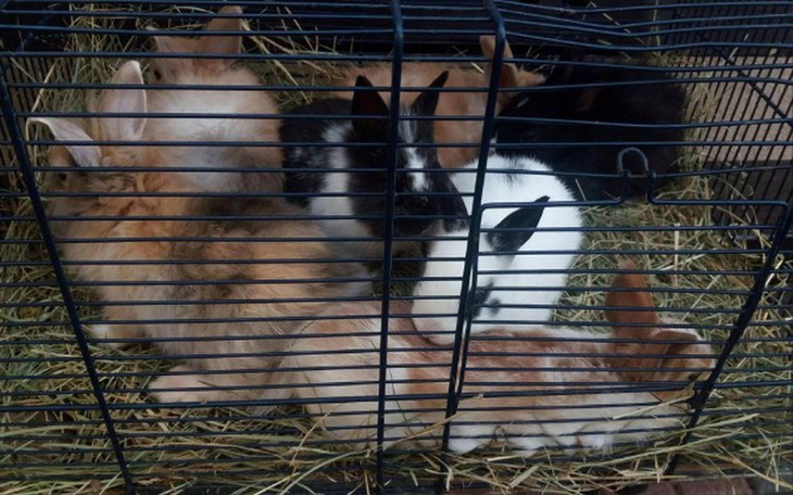 Zbiórka Maluchy z Lublina wołają o pomoc - zdjęcie główne