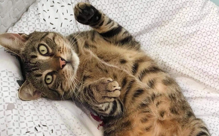 Kot leżący na plecach, zrelaksowany.